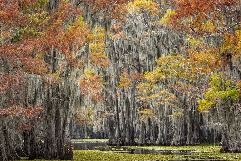Bald cypress trees and autumn colors in southern swamp, Caddo Lake, Texas. art print by Adam Jones for $57.95 CAD