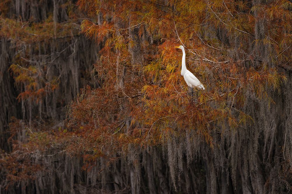 Great egret among bald cypress trees and autumn colors in southern swamp, Caddo Lake, Texas. art print by Adam Jones for $57.95 CAD