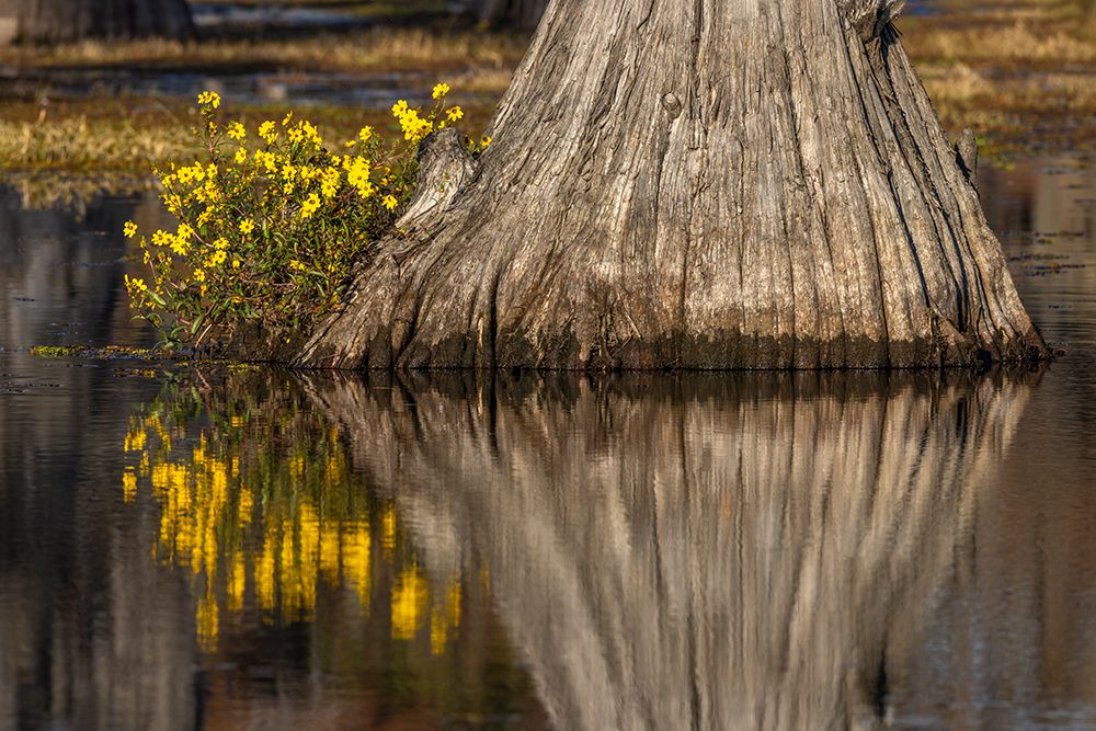 Yellow coreopsis flowers, bald cypress trees in southern swamp, Caddo Lake, Texas. art print by Adam Jones for $57.95 CAD