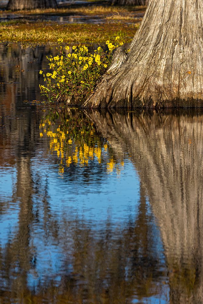Yellow coreopsis flowers, bald cypress trees in southern swamp, Caddo Lake, Texas. art print by Adam Jones for $57.95 CAD