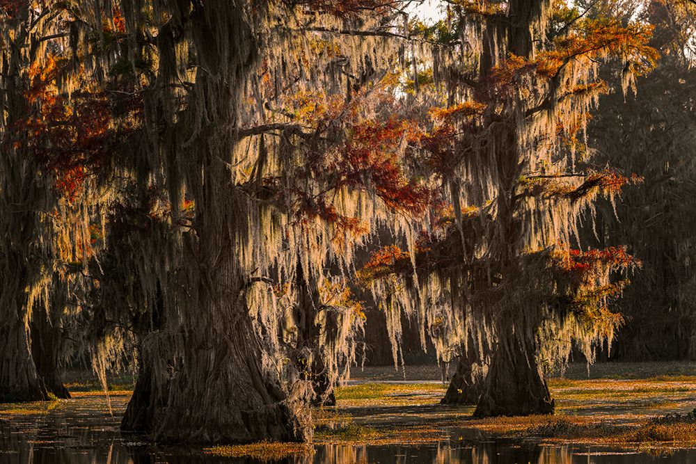 Backlit bald cypress trees and autumn colors in southern swamp, Caddo Lake, Texas. art print by Adam Jones for $57.95 CAD