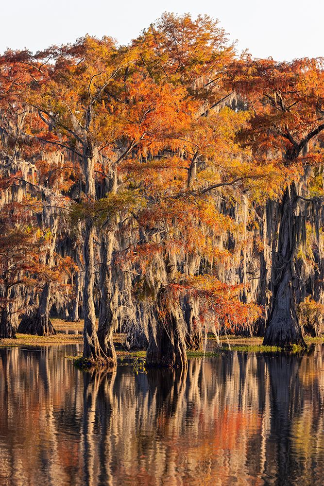 Bald cypress trees reflecting autumn colors in southern swamp, Caddo Lake, Texas. art print by Adam Jones for $57.95 CAD