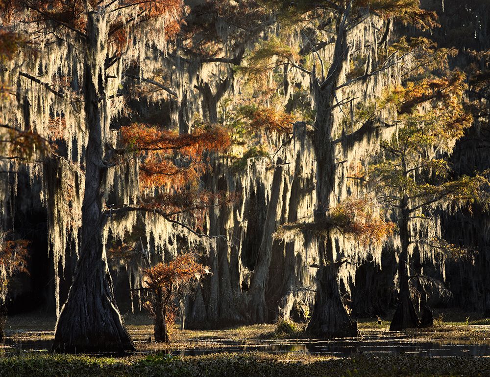 Backlit bald cypress trees and autumn colors in southern swamp, Caddo Lake, Texas. art print by Adam Jones for $57.95 CAD