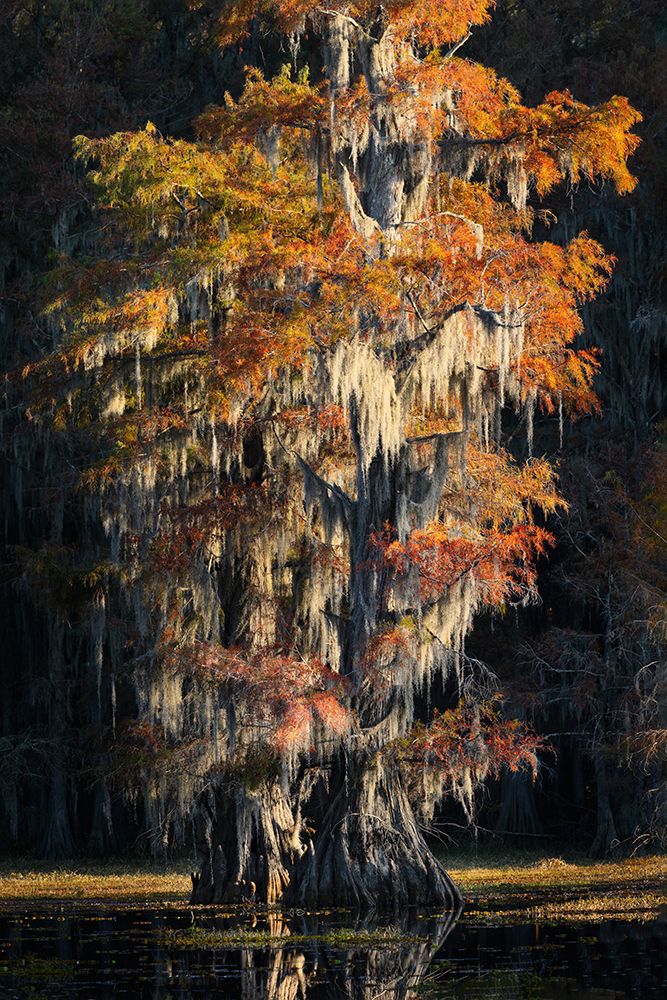 Backlit bald cypress trees and autumn colors in southern swamp, Caddo Lake, Texas. art print by Adam Jones for $57.95 CAD