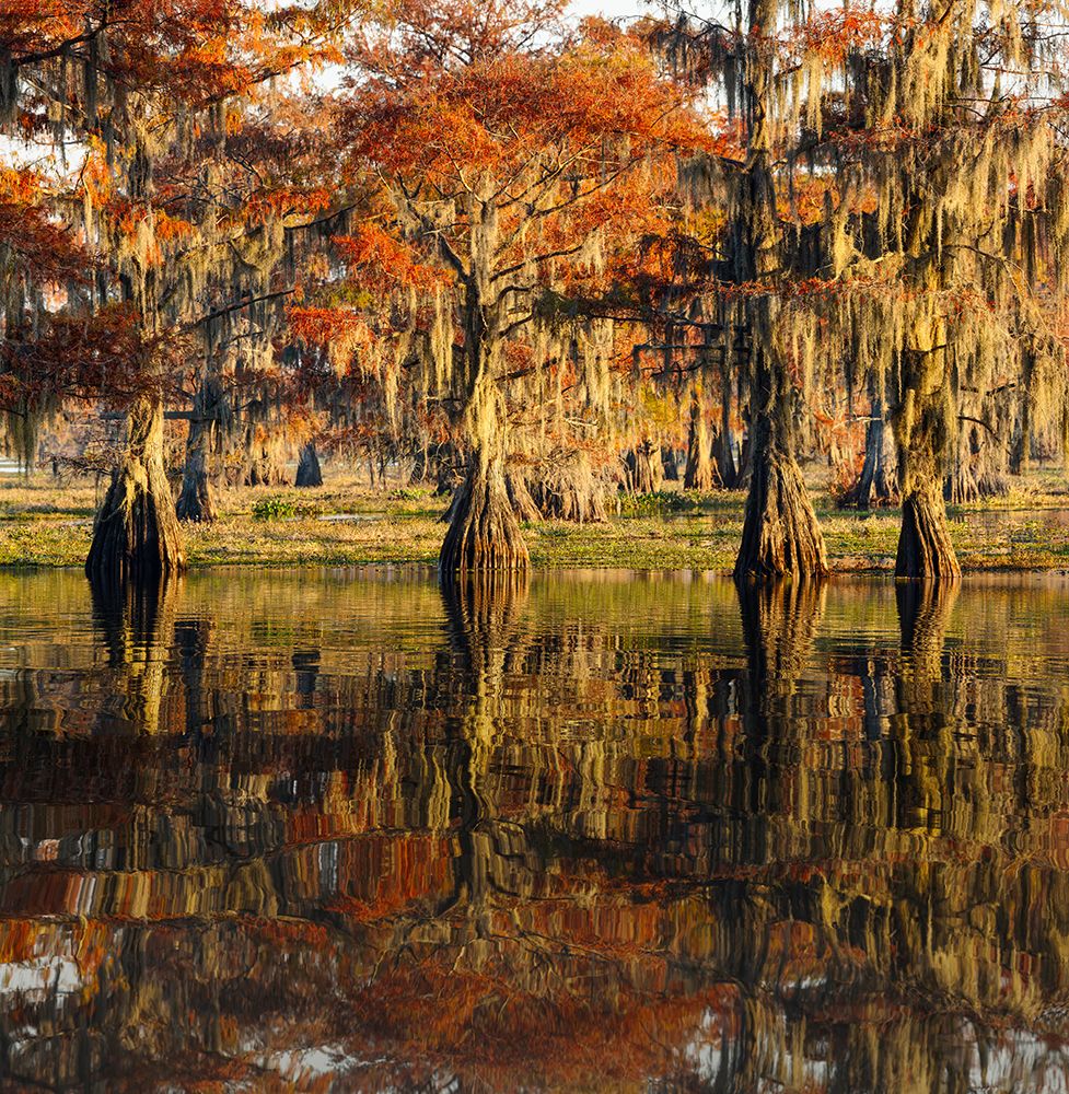 Bald cypress trees reflecting autumn colors in southern swamp, Caddo Lake, Texas. art print by Adam Jones for $57.95 CAD