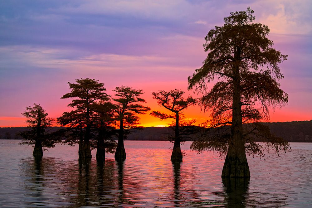 Bald cypress trees silhouetted at sunrise in southern swamp, Caddo Lake, Texas. art print by Adam Jones for $57.95 CAD