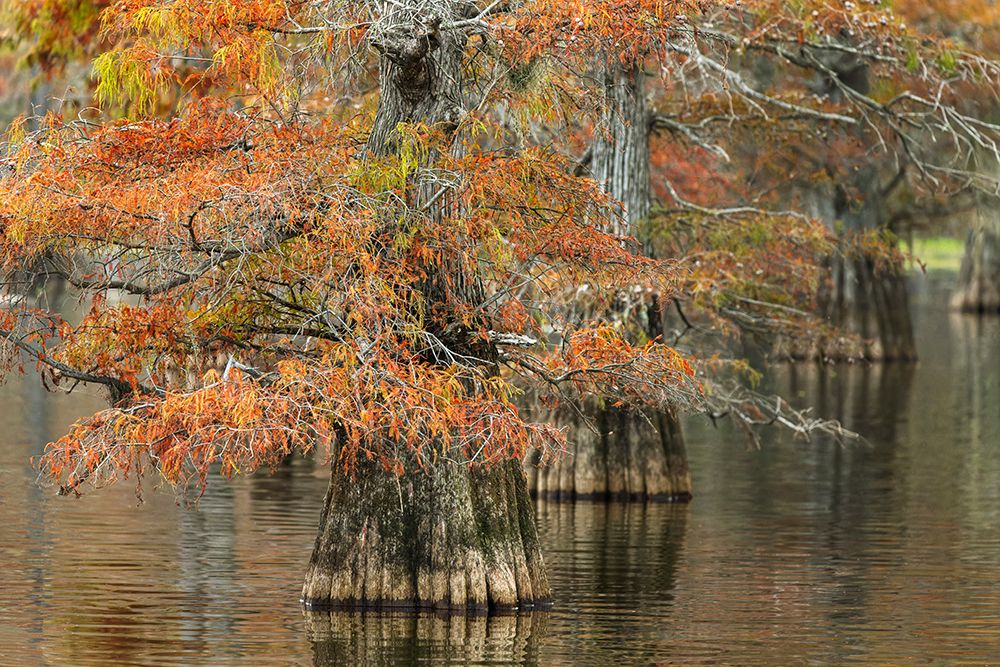 Bald cypress trees and autumn colors in southern swamp, Caddo Lake, Texas. art print by Adam Jones for $57.95 CAD
