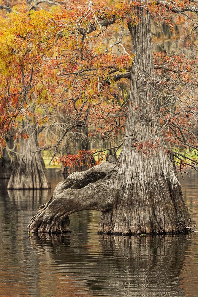 Bald cypress trees reflecting autumn colors in southern swamp, Caddo Lake, Texas. art print by Adam Jones for $57.95 CAD