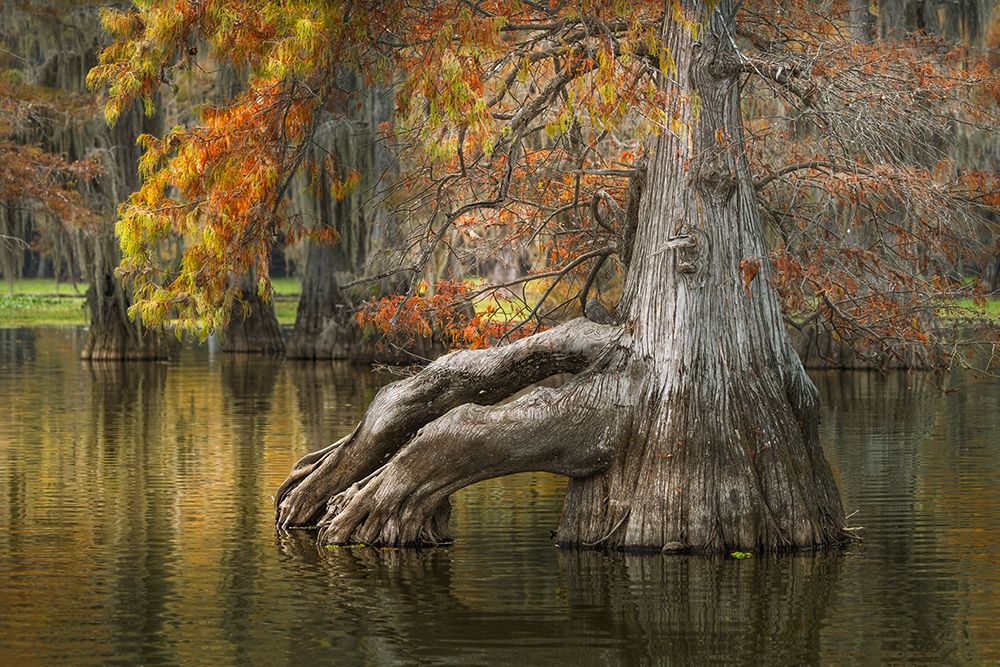 Bald cypress trees reflecting autumn colors in southern swamp, Caddo Lake, Texas. art print by Adam Jones for $57.95 CAD