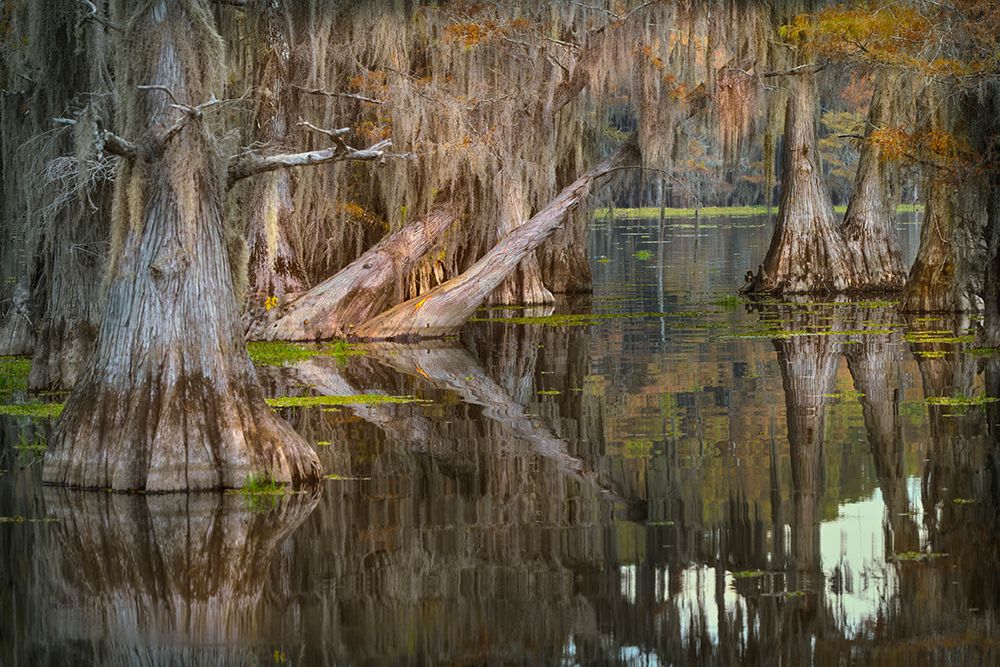 Bald cypress trees reflecting autumn colors in southern swamp, Caddo Lake, Texas. art print by Adam Jones for $57.95 CAD