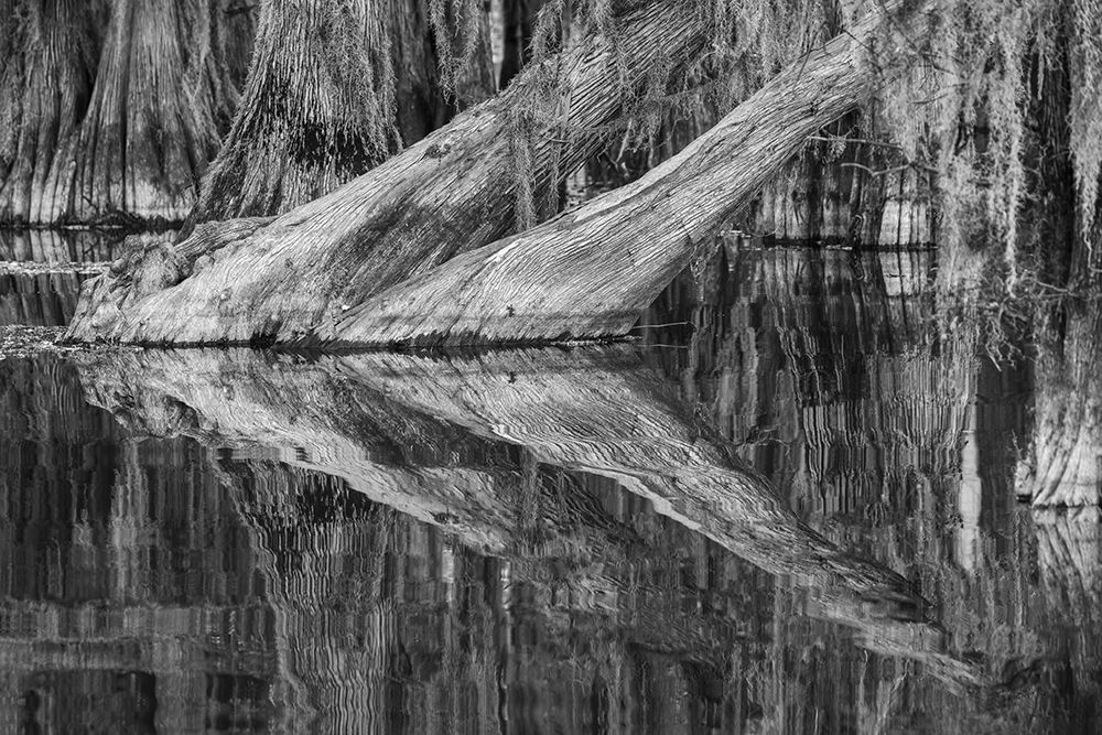 Bald cypress trees reflecting autumn colors in southern swamp, Caddo Lake, Texas. art print by Adam Jones for $57.95 CAD