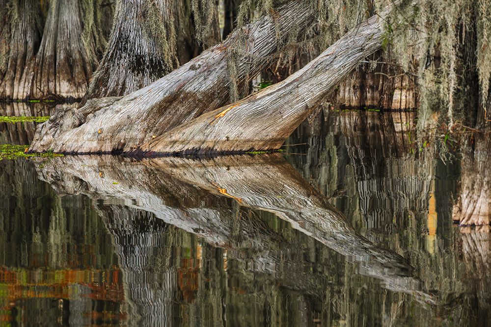 Bald cypress trees reflecting autumn colors in southern swamp, Caddo Lake, Texas. art print by Adam Jones for $57.95 CAD