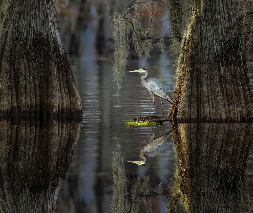 Great blue heron among bald cypress trees, Caddo Lake, Texas. art print by Adam Jones for $57.95 CAD