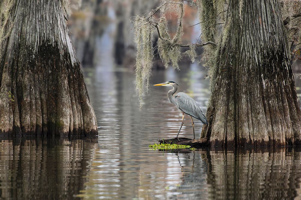 Great blue heron among bald cypress trees, Caddo Lake, Texas. art print by Adam Jones for $57.95 CAD