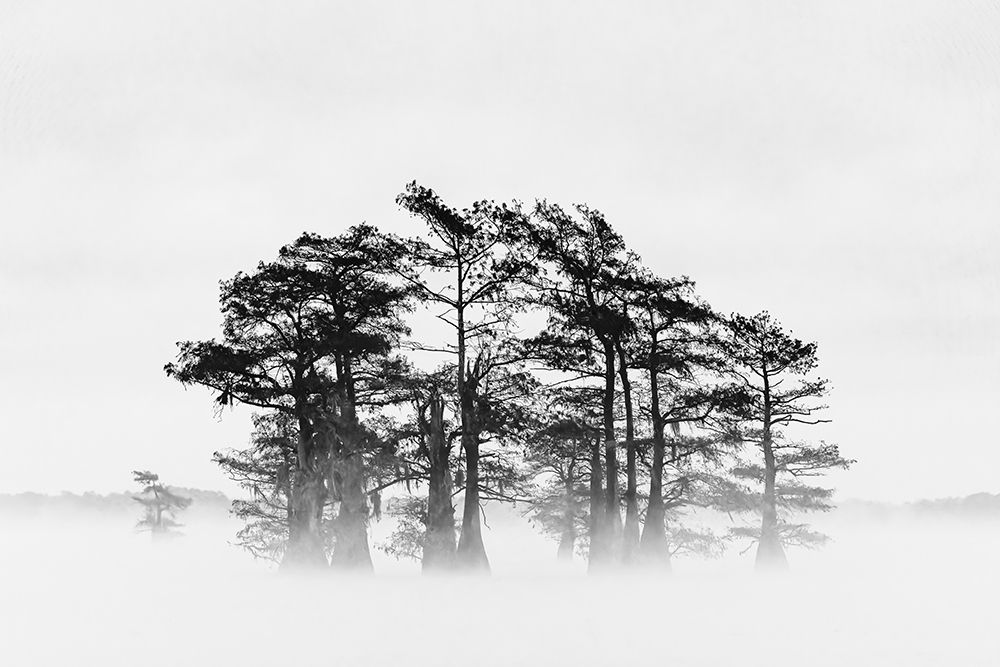 Morning mist and autumn colors on Caddo Lake, Texas. art print by Adam Jones for $57.95 CAD