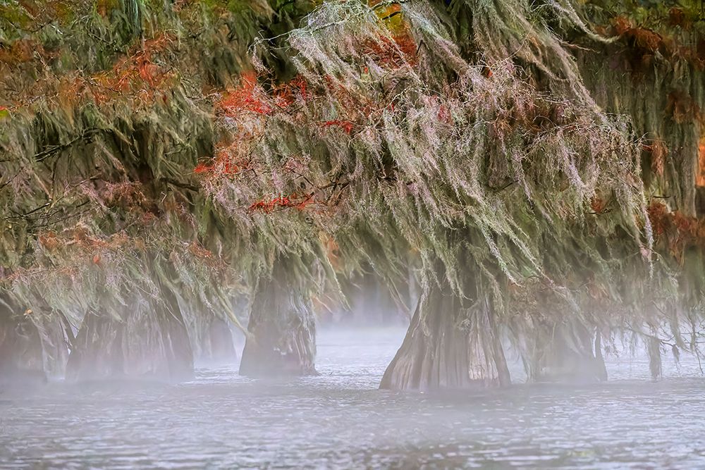Morning mist and autumn colors on Caddo Lake, Texas. art print by Adam Jones for $57.95 CAD