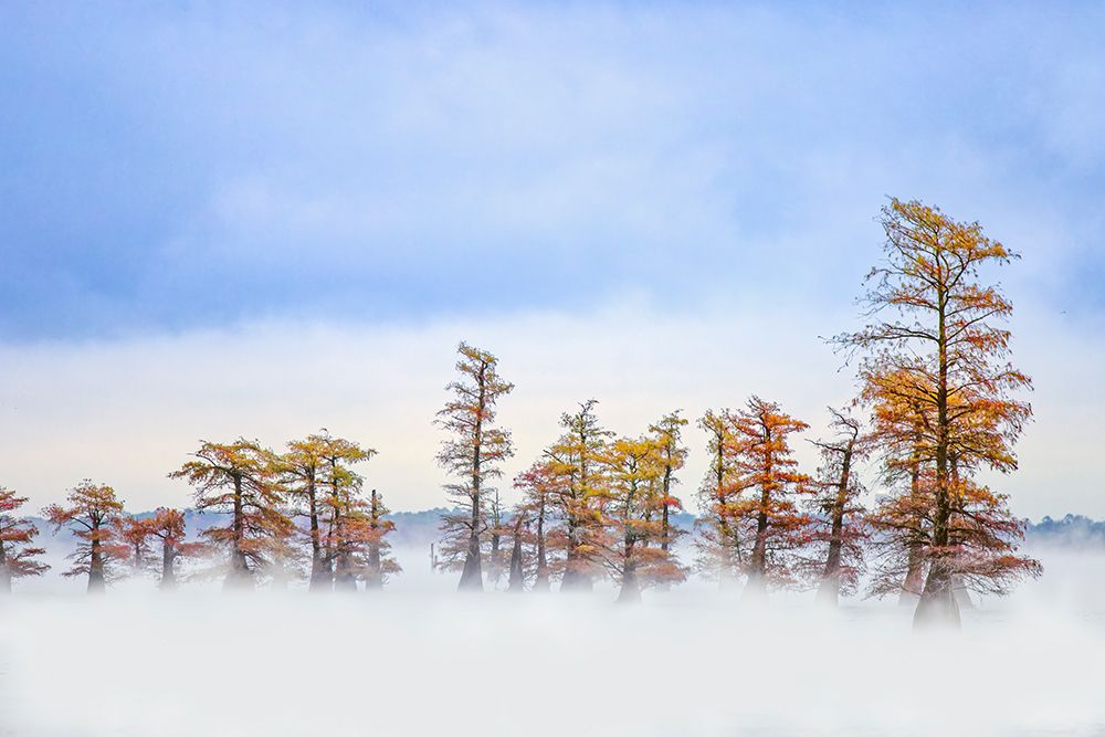 Morning mist and autumn colors on Caddo Lake, Texas. art print by Adam Jones for $57.95 CAD