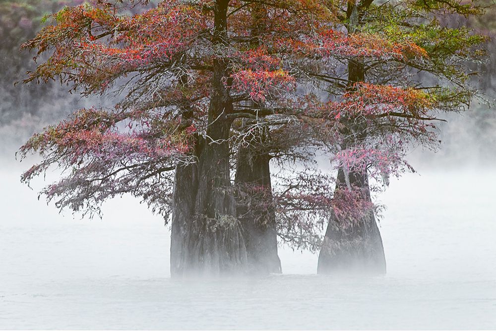 Autumn colors on Caddo Lake, Texas. Worlds largest bald cypress forest. art print by Adam Jones for $57.95 CAD