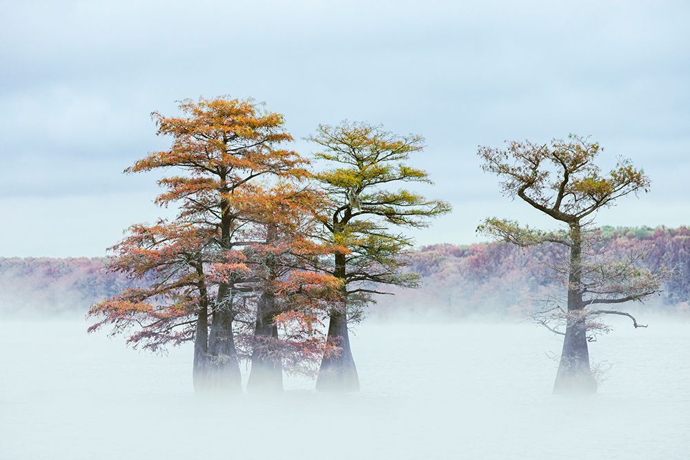 Morning mist and autumn colors on Caddo Lake, Texas. art print by Adam Jones for $57.95 CAD