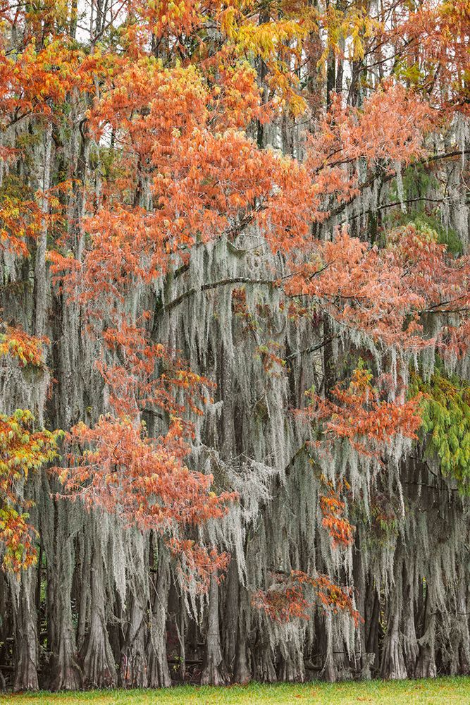Bald cypress trees and autumn colors in southern swamp early in the morning, Caddo Lake, Texas. art print by Adam Jones for $57.95 CAD