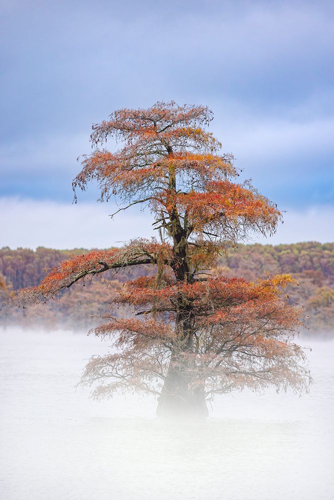 Morning mist and autumn colors on Caddo Lake, Texas. art print by Adam Jones for $57.95 CAD