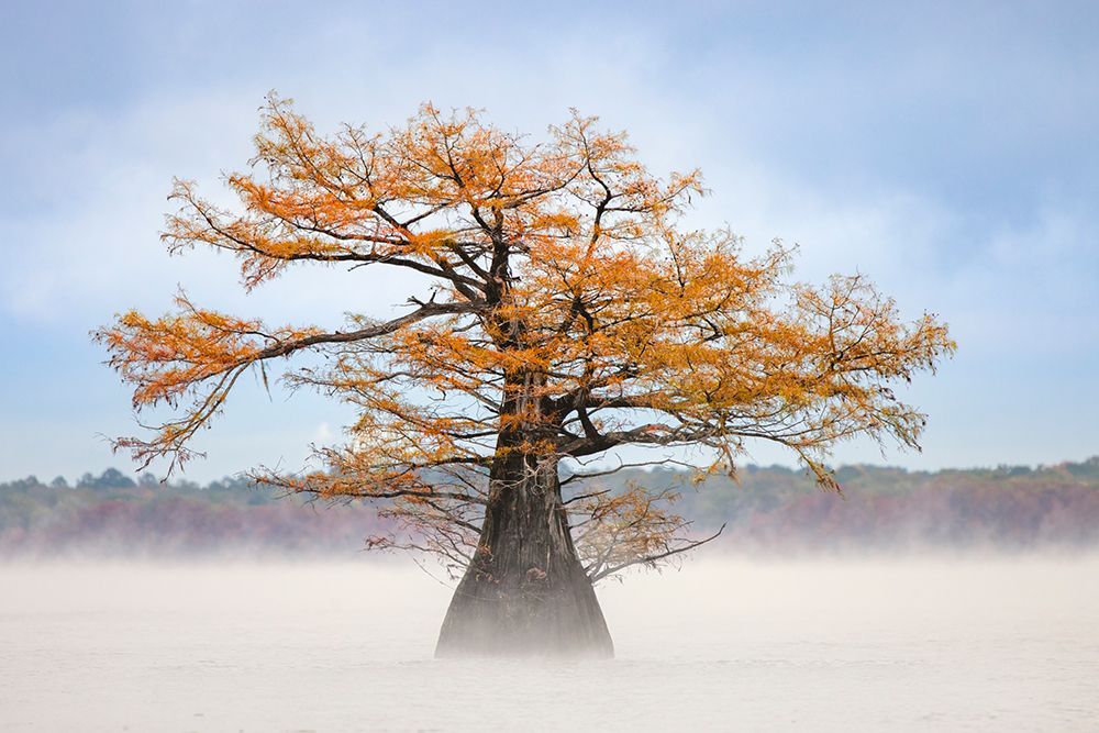 Morning mist and autumn colors on Caddo Lake, Texas. art print by Adam Jones for $57.95 CAD