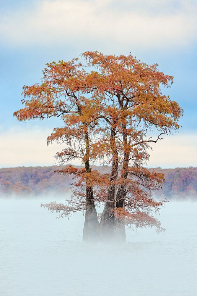 Morning mist and autumn colors on Caddo Lake, Texas. art print by Adam Jones for $57.95 CAD