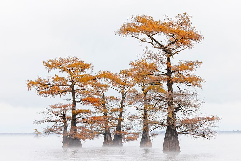 Morning mist and autumn colors on Caddo Lake, Texas. art print by Adam Jones for $57.95 CAD