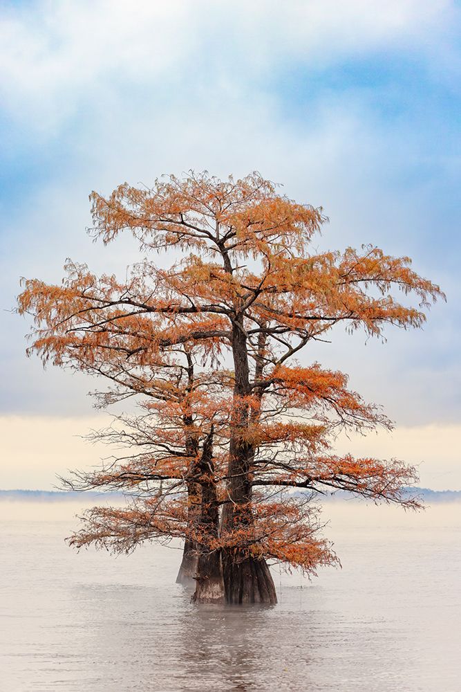 Morning mist and autumn colors on Caddo Lake, Texas. art print by Adam Jones for $57.95 CAD