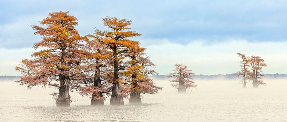 Morning mist and autumn colors on Caddo Lake, Texas. art print by Adam Jones for $57.95 CAD