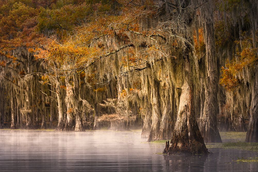 Autumn colors on Caddo Lake, Texas. Worlds largest bald cypress forest. art print by Adam Jones for $57.95 CAD