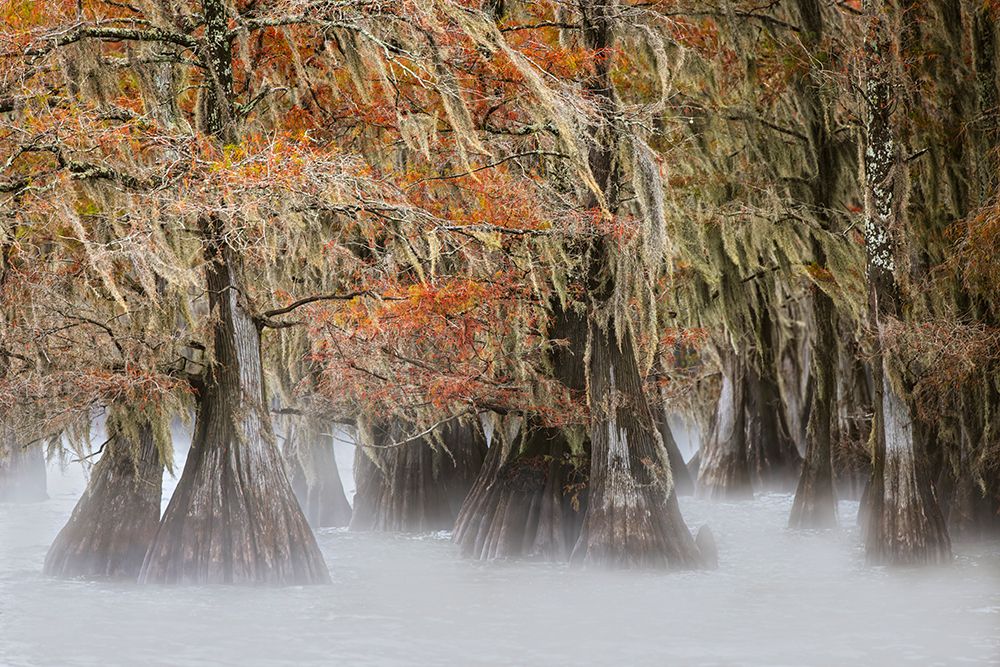 Morning mist on southern swamp, Caddo Lake, Texas. art print by Adam Jones for $57.95 CAD
