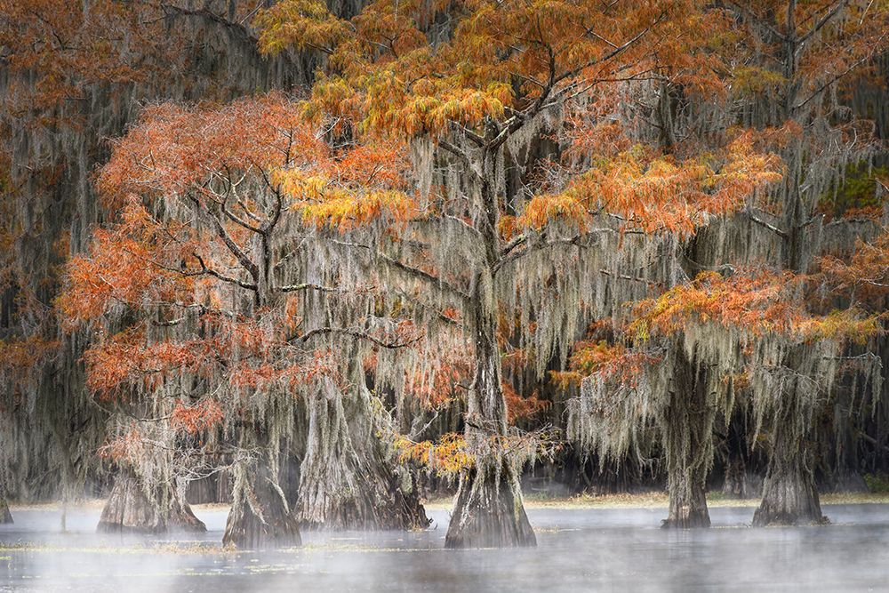 Morning mist on southern swamp, Caddo Lake, Texas. art print by Adam Jones for $57.95 CAD