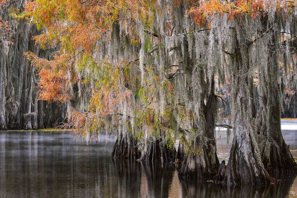 Bald cypress trees and autumn colors in southern swamp, Caddo Lake, Texas. art print by Adam Jones for $57.95 CAD