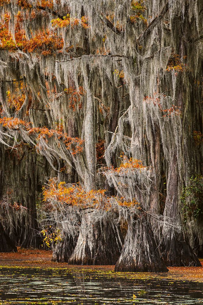 Bald cypress trees and autumn colors in southern swamp, Caddo Lake, Texas. art print by Adam Jones for $57.95 CAD