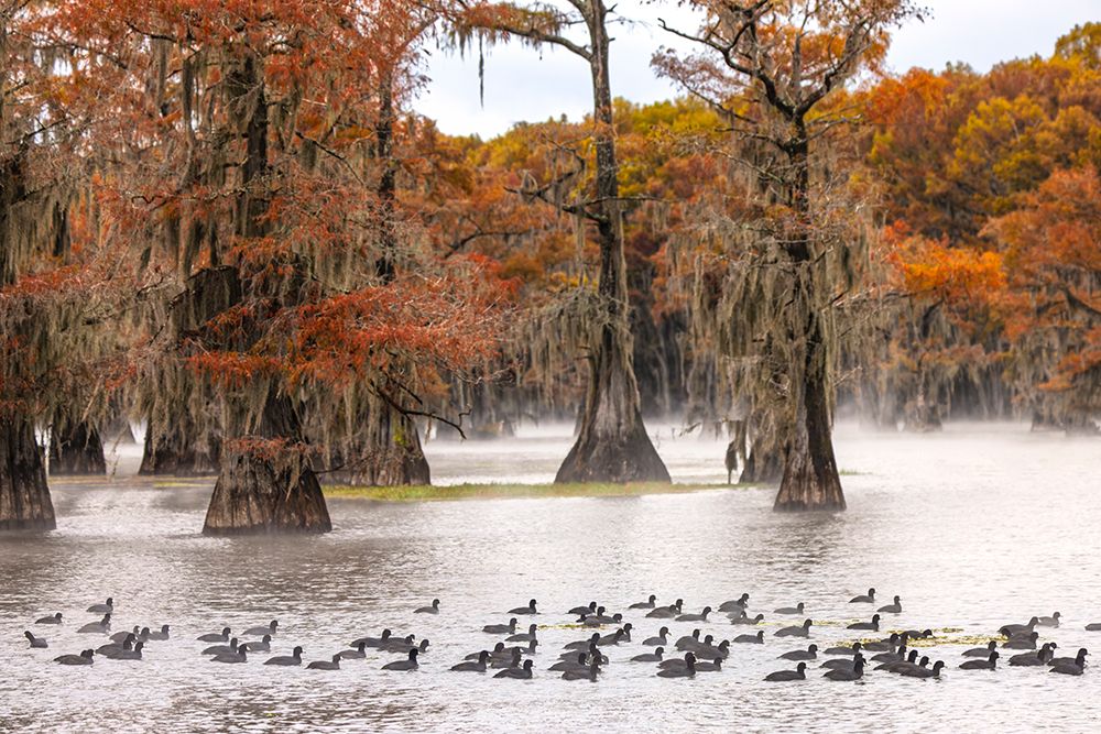 Raft of American coots and morning mist on southern swamp, Caddo Lake, Texas. art print by Adam Jones for $57.95 CAD