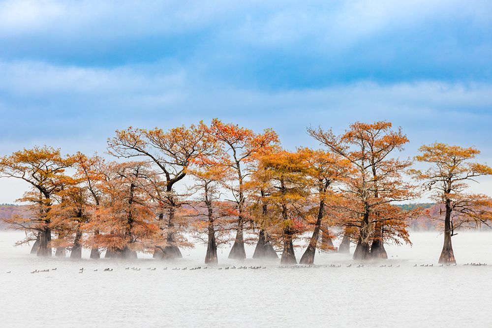 Raft of American coots and morning mist on southern swamp, Caddo Lake, Texas. art print by Adam Jones for $57.95 CAD