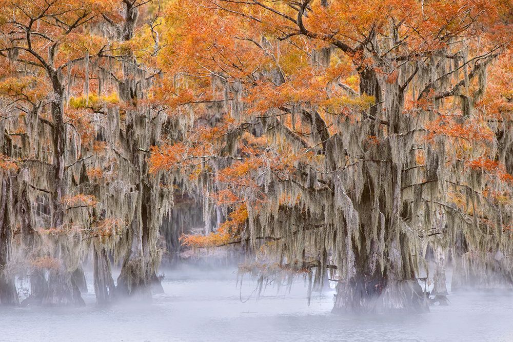 Morning mist on southern swamp, Caddo Lake, Texas. art print by Adam Jones for $57.95 CAD