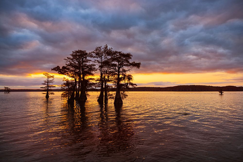 Stand of bald cypress trees, silhouetted at sunrise, Caddo Lake, Texas. art print by Adam Jones for $57.95 CAD