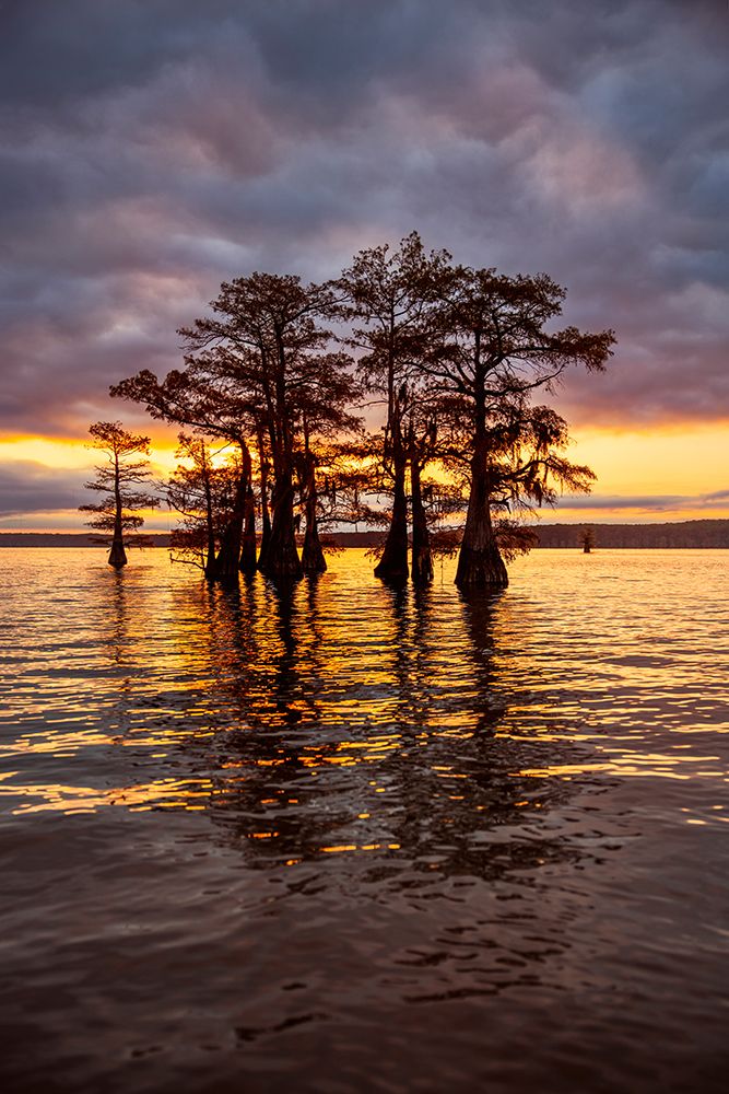 Stand of bald cypress trees, silhouetted at sunrise, Caddo Lake, Texas. art print by Adam Jones for $57.95 CAD