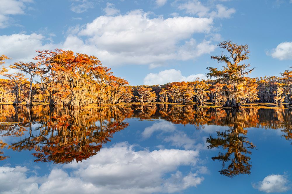 Worlds largest cypress swamp and calm water reflecting blue sky and clouds, Caddo Lake, Texas. art print by Adam Jones for $57.95 CAD