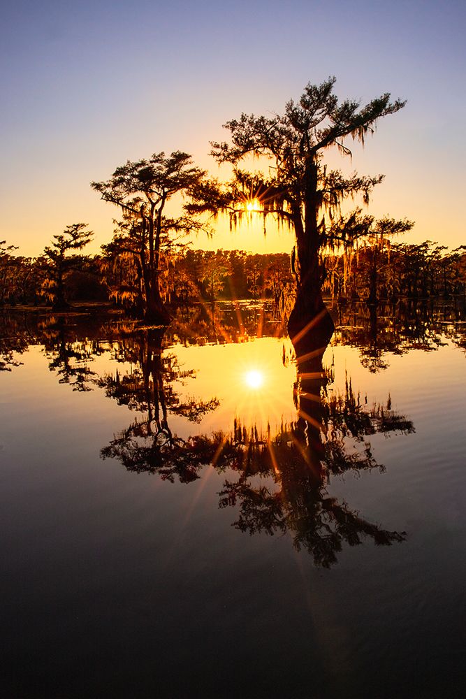 Sun star and stand of bald cypress trees, silhouetted at sunrise, Caddo Lake, Texas. art print by Adam Jones for $57.95 CAD