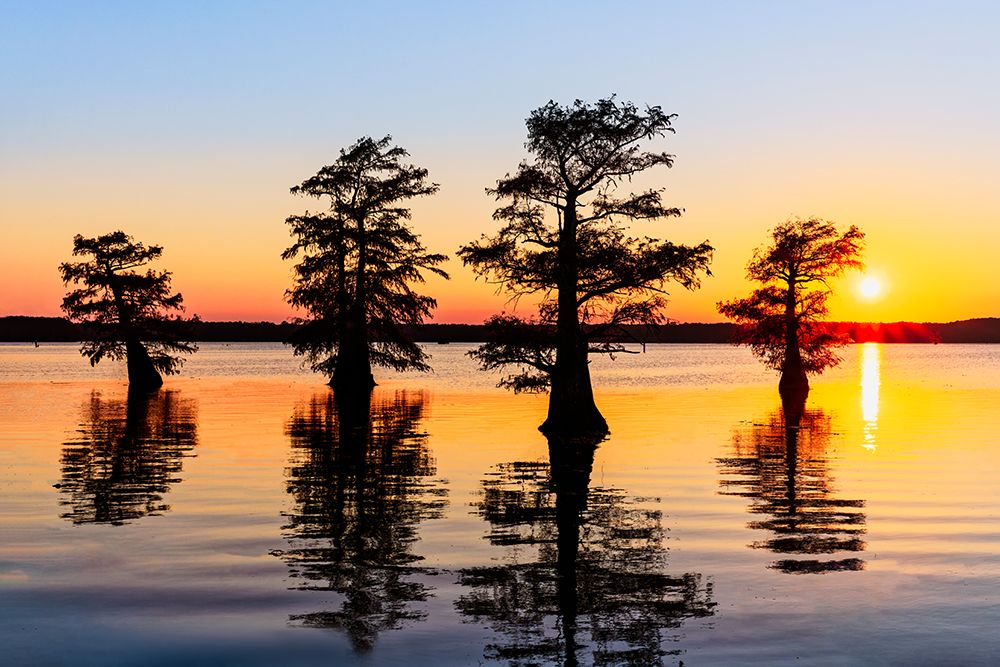 Stand of bald cypress trees, silhouetted at sunrise, Caddo Lake, Texas. art print by Adam Jones for $57.95 CAD