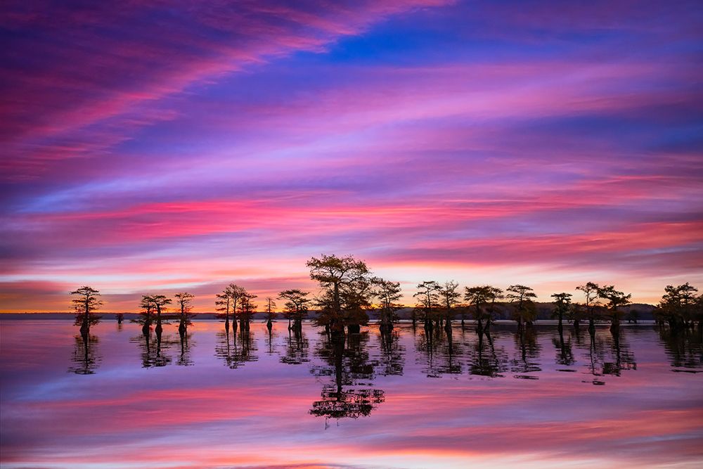 Stand of bald cypress trees, silhouetted at sunrise, Caddo Lake, Texas. art print by Adam Jones for $57.95 CAD