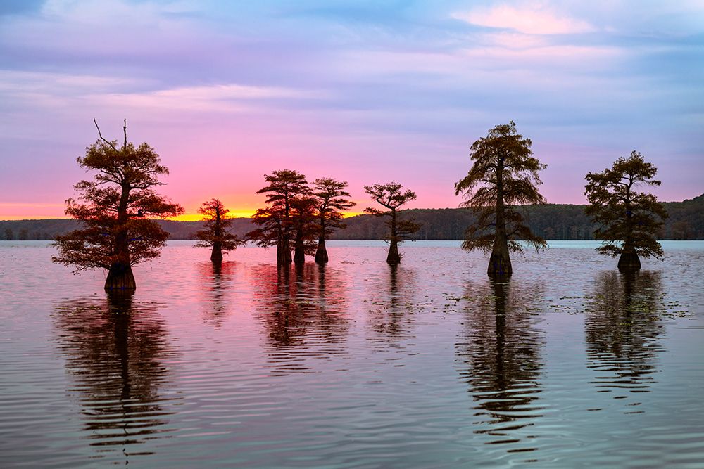 Stand of bald cypress trees, silhouetted at sunrise, Caddo Lake, Texas. art print by Adam Jones for $57.95 CAD