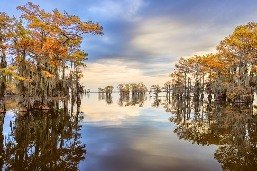 Stand of bald cypress trees, silhouetted at sunrise, Caddo Lake, Texas. art print by Adam Jones for $57.95 CAD