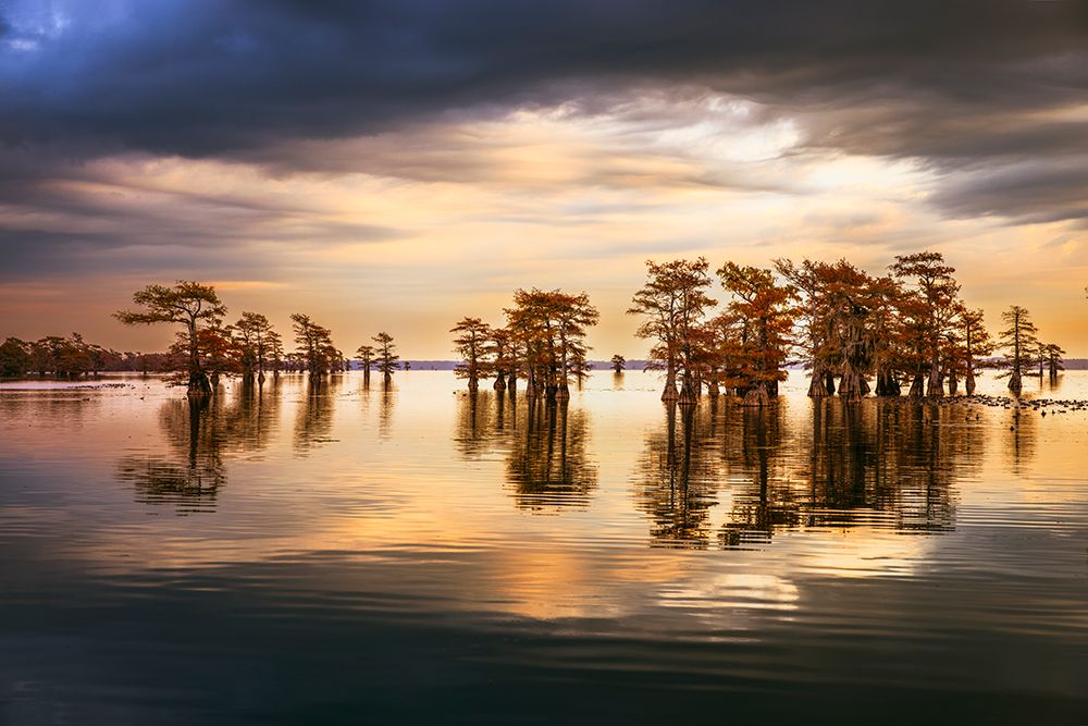 Stand of bald cypress trees, silhouetted at sunrise, Caddo Lake, Texas. art print by Adam Jones for $57.95 CAD