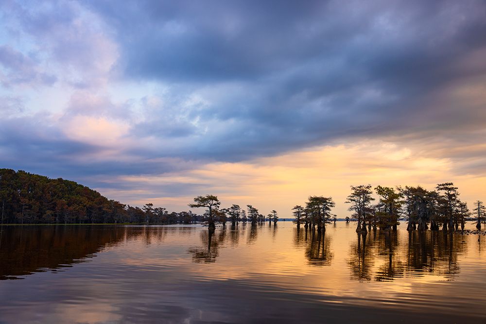 Stand of bald cypress trees, silhouetted at sunrise, Caddo Lake, Texas. art print by Adam Jones for $57.95 CAD