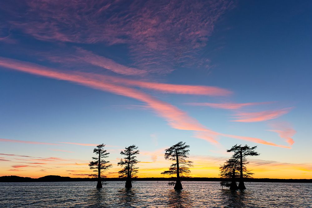 Stand of bald cypress trees, silhouetted at sunset, Caddo Lake, Texas. art print by Adam Jones for $57.95 CAD