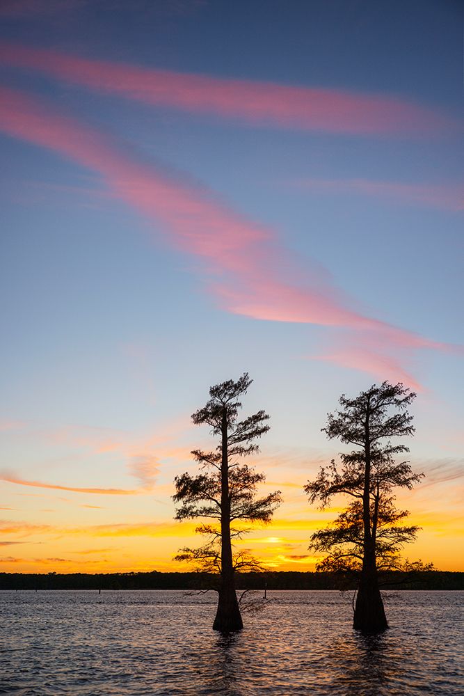 Stand of bald cypress trees, silhouetted at sunset, Caddo Lake, Texas. art print by Adam Jones for $57.95 CAD